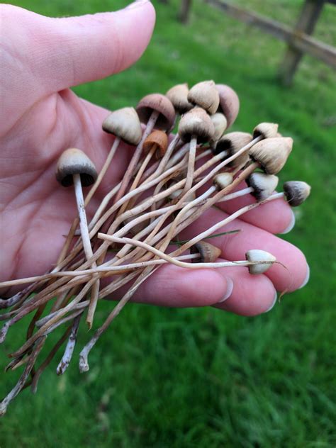Order magic mushrooms in Ireland